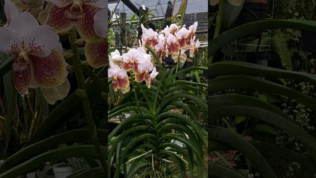 vanda sanderiana