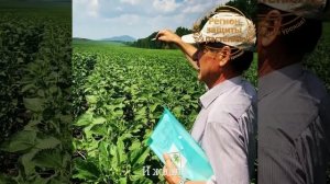 ? Семена подсолнечника ? Гибриды подсолнечника ? Евралис ? Агроплазма ? НСХ Сербия ? Всё у нас