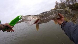 Джиговый осенний трофей! #bigpike Тестирование поролона #podsekafishing для ловли трофеев