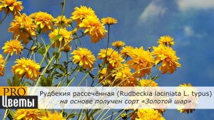 Рудбекия. Описание, выращивание, посадка и уход. Программа PRO Цветы (ПРО Цветы)