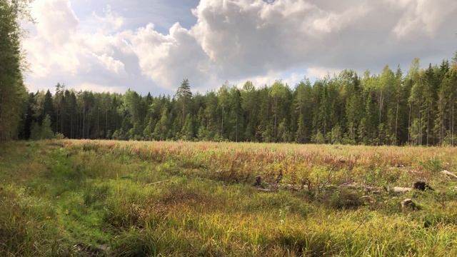 Священная Роща смотреть онлайн