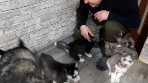 ЩЕНКИ ХАСКИ ВСТРЕЧАЮТ ХОЗЯИНА