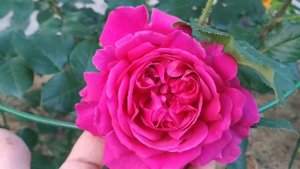 Сорт розы Отелло