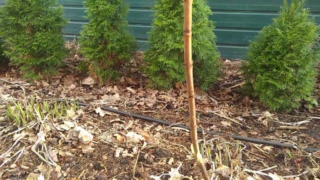 3 мая 2021 г. Дуболистные Гортензии смотреть онлайн