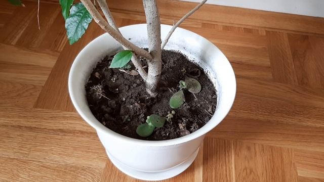Размножение толстянки через листья