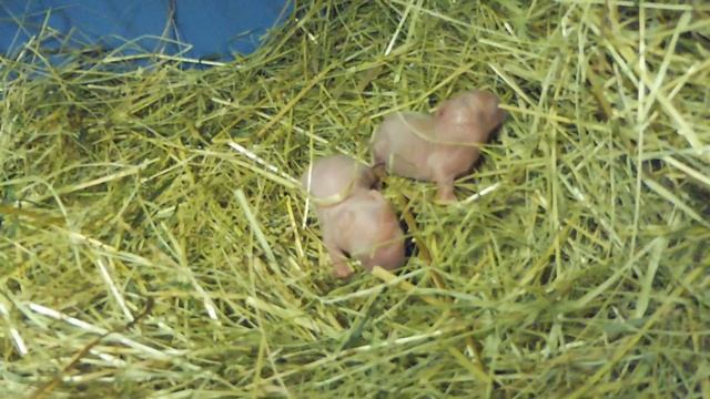 Зефирка родила от Крошика 11.08.23 #декоративныйкролик