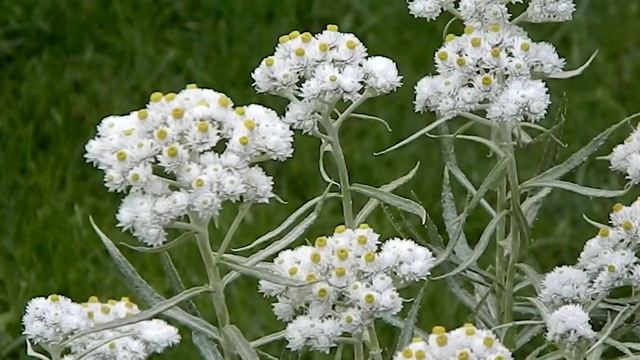 Anaphalis margaritacea смотреть онлайн