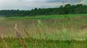 Людмила Зыкина   Поле русское родное.flv