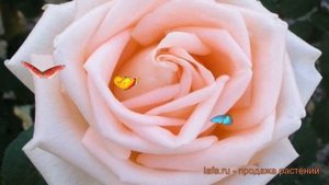 Роза чайно-гибридная Осиана (rose hybrid tea osiana) ? Осиана обзор: как сажать, саженцы розы Осиан