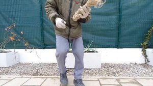 Подвязка жасмина звездчатого (Trachelospermum jasminoides)