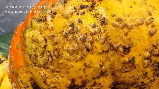 Как понять, что тыква созрела