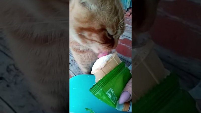 Шотландец с мороженым .