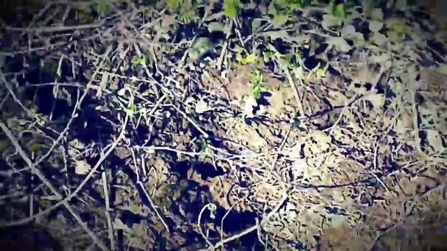 #ГИГАНТСКАЯГАДЮКА.#Дагестан смотреть онлайн