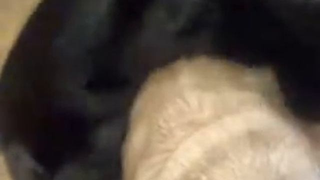 В гостях у мопса смотреть онлайн