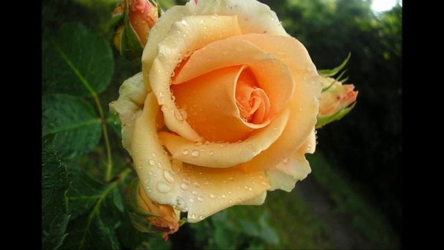 Роза - Божественный цветок Любви смотреть онлайн