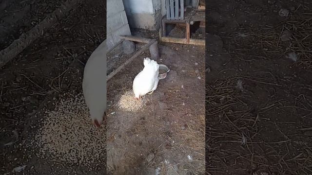 Посадил курицу на яйца,ждём цыплят ? #деревня #куры #цыплята #цыпа #курымолодки#наседка#квочка смотреть онлайн