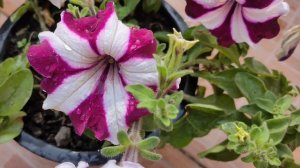 Petunia flowers l Pot Flowers l llSpring season I