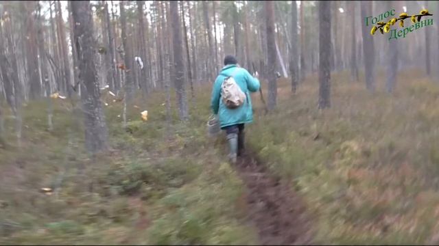 Ради клюквы чуть не утонули в болоте смотреть онлайн