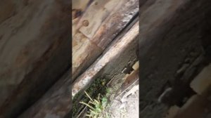 Замена порога на шевроле лачетти. Как гниют пороги на корейцах.