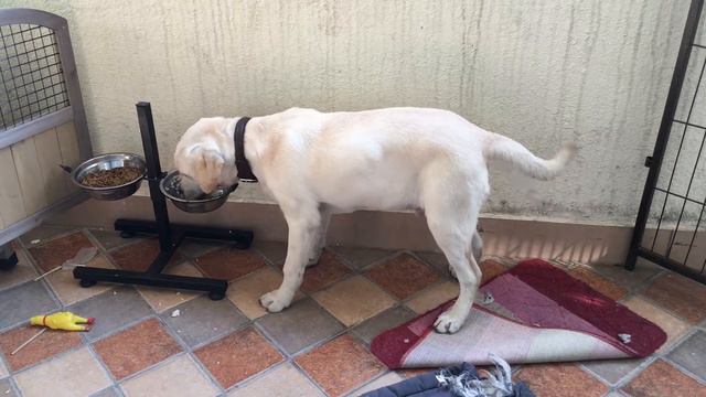 китайская собака любит рис, смешной щенок лабрадора смотреть онлайн