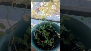 Огород на балконе. Горох.