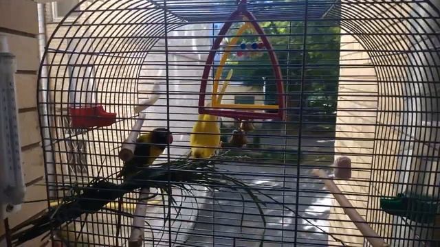 Кот Тихон слушает птиц и завтракает. Попугаи едят колоски, к ним прилетают воробьи. Утки на реке. смотреть онлайн