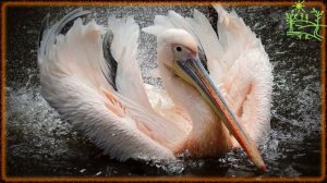 Голоса птиц Как поёт Пеликан розовый (Pelecanus onocrotalus).mp4