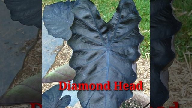 77 COLOCASIA SPECIES | COLOCASIA Plant Varieties with Names | Plant and Planting смотреть онлайн