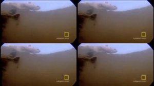 Анаконда охотится. Захватывающее видео.