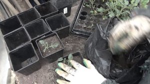 Картофель из семян: обновление и омоложение сортов. Суперэлита картофеля от посева до сбора урожая