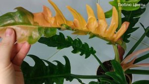 Монолог про цветок - Филодендрон Кольцо Огня - Philodendron Ring of Fire