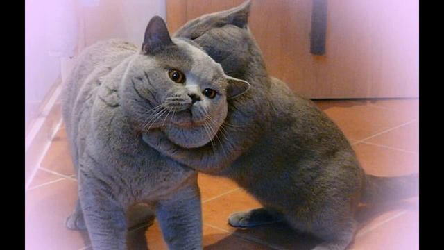 10 фактов о британских кошках. Британские кошки. Интересные факты о британской породе