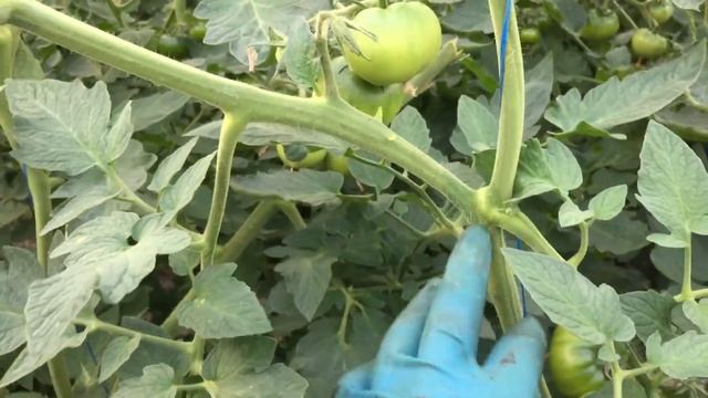 Обзор чёрного томата -сорт Бронзон!!!! смотреть онлайн