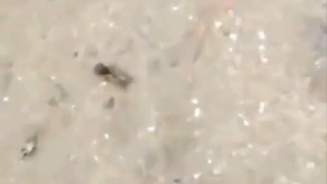 полу рак полу х** смотреть онлайн