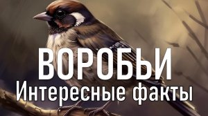 Интересные факты о воробьях