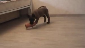 Дрессировка собак. Как ПРИУЧИТЬ ЩЕНКА К ТУАЛЕТУ