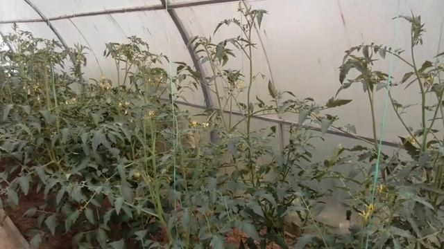 Первые заготовки на зиму/Заработок в деревне/Дрожжевая подкормка для помидор/ смотреть онлайн