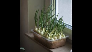 Фазы роста лука