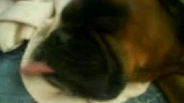 Собачке снится что-то очень вкусное) смотреть онлайн