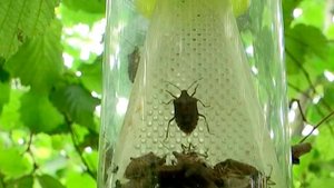 В Сочи нашли новый способ борьбы с коричнево-мраморным клопом