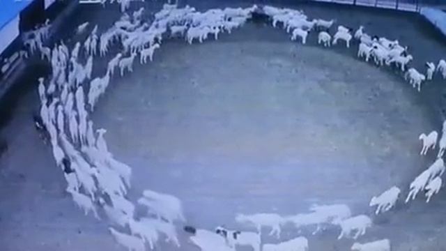 В Китае стадо овец ходит по кругу без перерыва уже 12 дней смотреть онлайн