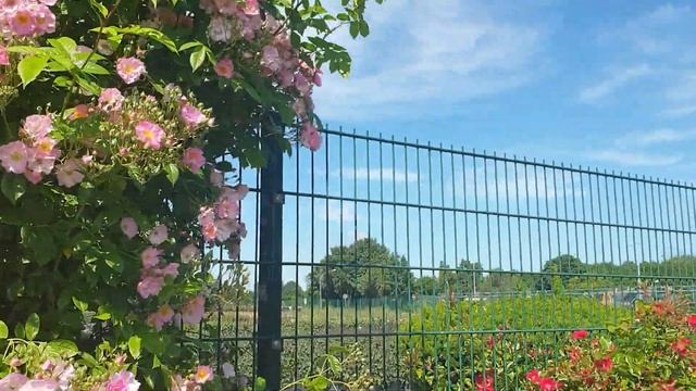 Розы Кордес часть 2. смотреть онлайн