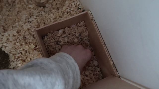 ЧТО БУДЕТ ЕСЛИ ДОЛГО НЕ УБИРАТЬСЯ У ПЕСЧАНКИ?