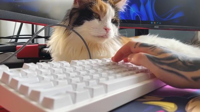 Бюджетный Набор Геймера ZET GAMING с DNS . Лучшие девайсы от ЗЕТ, клавиатура, мышка,наушники,геймпа