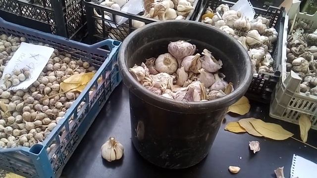 Посадка озимого чеснока. Протравитель для чеснока. Продолжаем ревизию. смотреть онлайн
