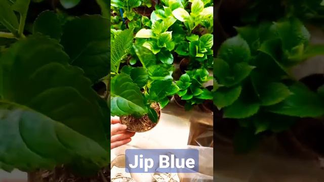 Крупнолистная гортензия Jip Blue