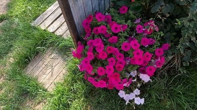 АМПЕЛЬНАЯ ПЕТУНИЯ 