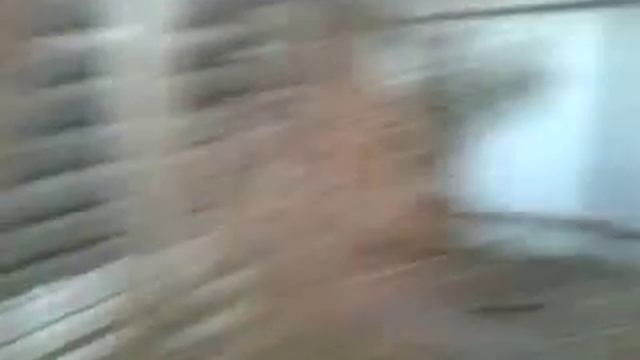 Фазан охотничий во Владимире смотреть онлайн