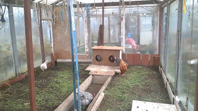 КАК МЫ ОБУСТРОИЛИ КУРЯТНИК В ТЕПЛИЦЕ НА ДАЧЕ НА ЗИМНИЙ ПЕРИОД. ПОДВОДИМ ИТОГИ ПО ЯЙЦЕНОСКОСТИ ПОРОД смотреть онлайн