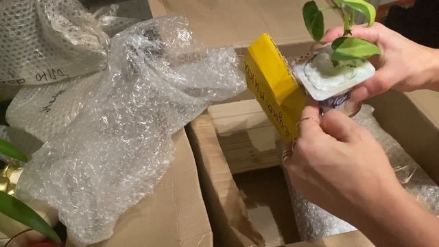 Распаковка и обзор  посылки с растениями